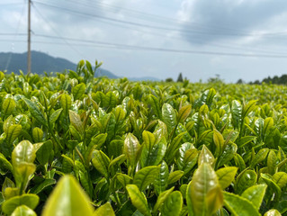今年初めてのお茶摘み体験🌱🌱🌱
