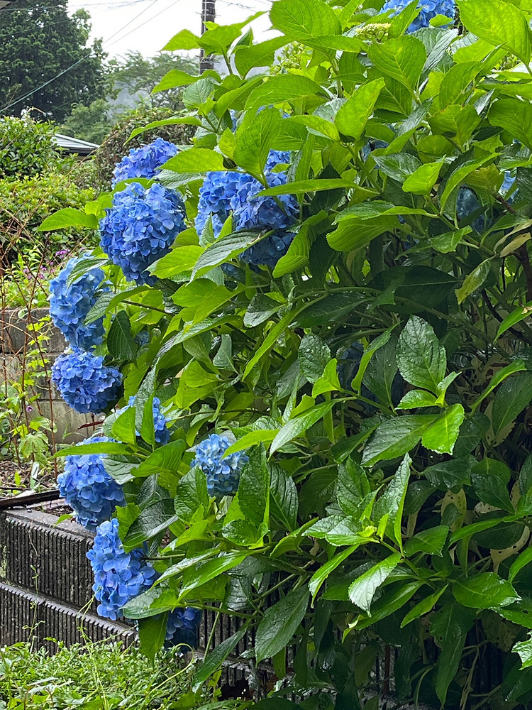 梅雨時でも映える紫陽花😊の写真(静岡県掛川市)
