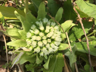 春の里山へ!一緒に出掛けませんか?