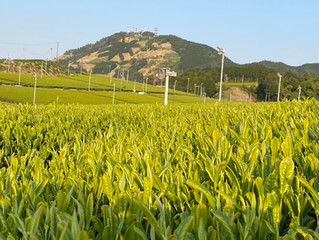 朝日に輝く茶原が美しすぎる‼️🌱🌱🌱