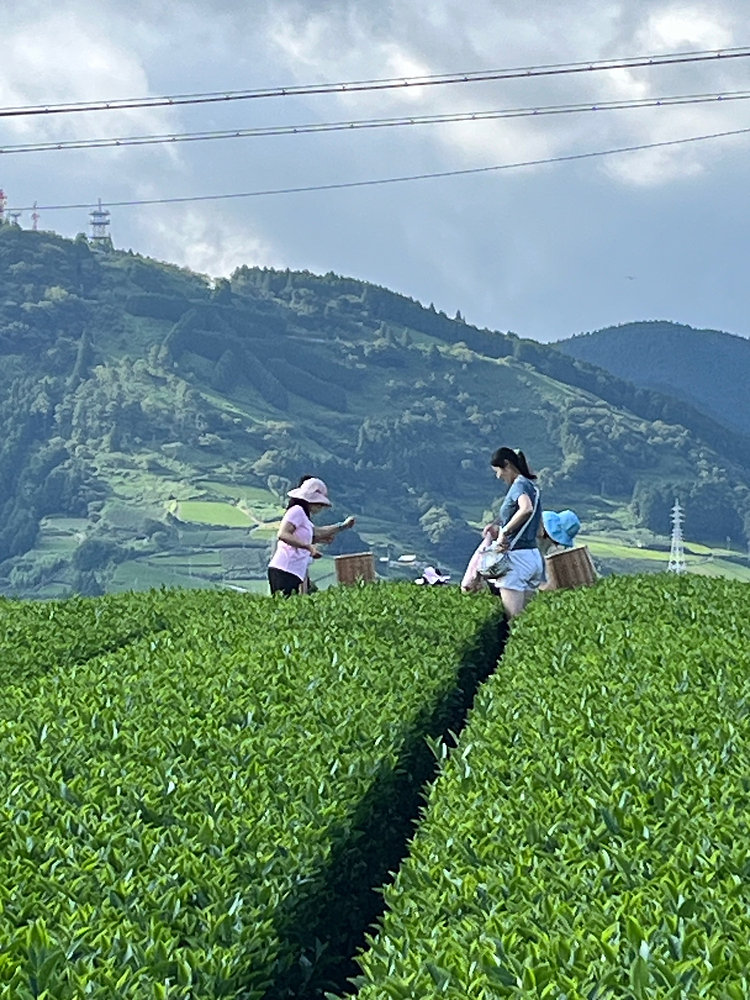 暑中、お見舞い申し上げます💦🌞の写真(静岡県掛川市)