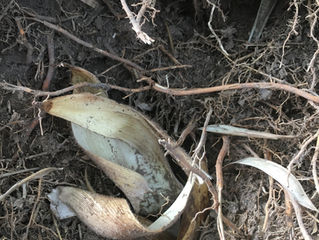 タケノコの敵が早くも出没していた!