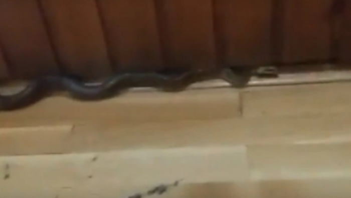 Saraybosna'daki bir ilkokulda iki metreden uzun bir yılan