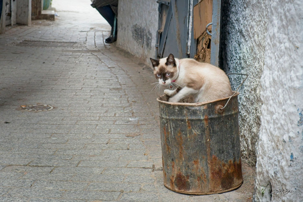 Cat in a can