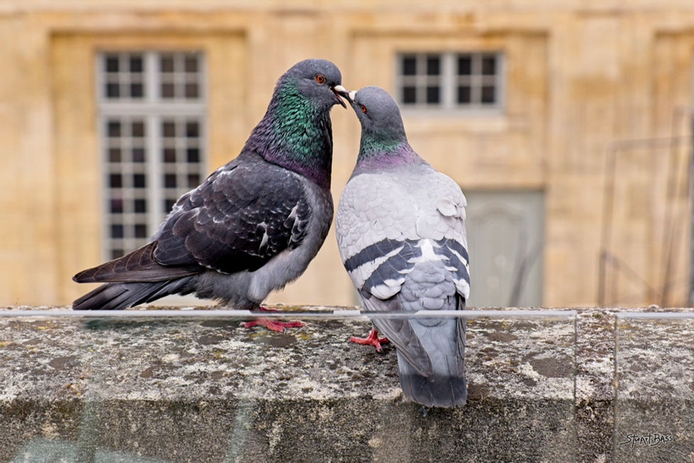 Love Birds