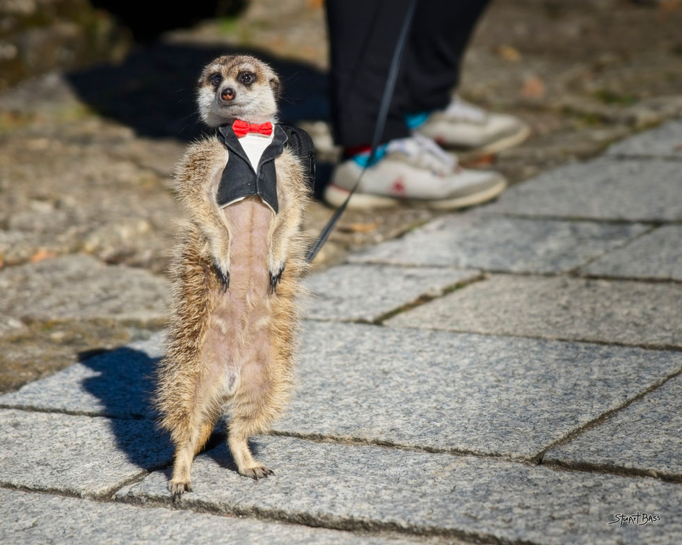 Formal Meerkat