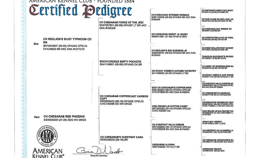 Tabitha's pedigree.jpg