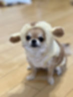 チワワ