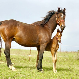 noure.jpg