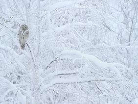 Where the Womb Enters Winter