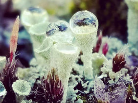 In Loving Memory of Robert Bly