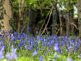 Bluebell Folklore