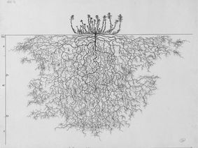 The Complex Root Systems of Plants
