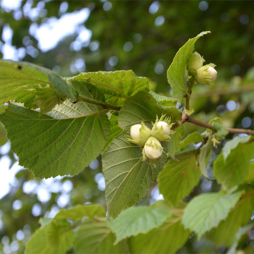 The Hazel Tree In Irish Magic Witchcraft And Folklore The Hazel Tree In Irish Magic Witchcraft And Folklore