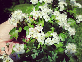 Ten Love Letters to the Earth, by Thich Nhat Hanh