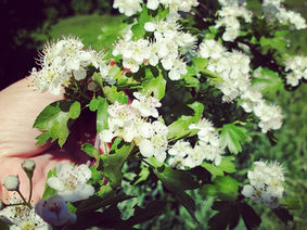 Ten Love Letters to the Earth, by Thich Nhat Hanh