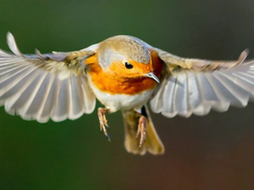Birds can see Earth's magnetic fields, and now we know how that's possible