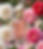 HiiY 50mL in damascus roses decor LR.png