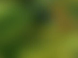 Le figuier desséché