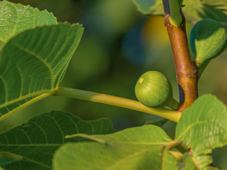 Le figuier desséché