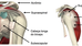 Anatomia do ombro
