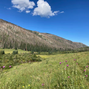 wide view of a mountain meadow