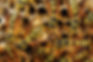wasps-nest-in-the-grass.jpg