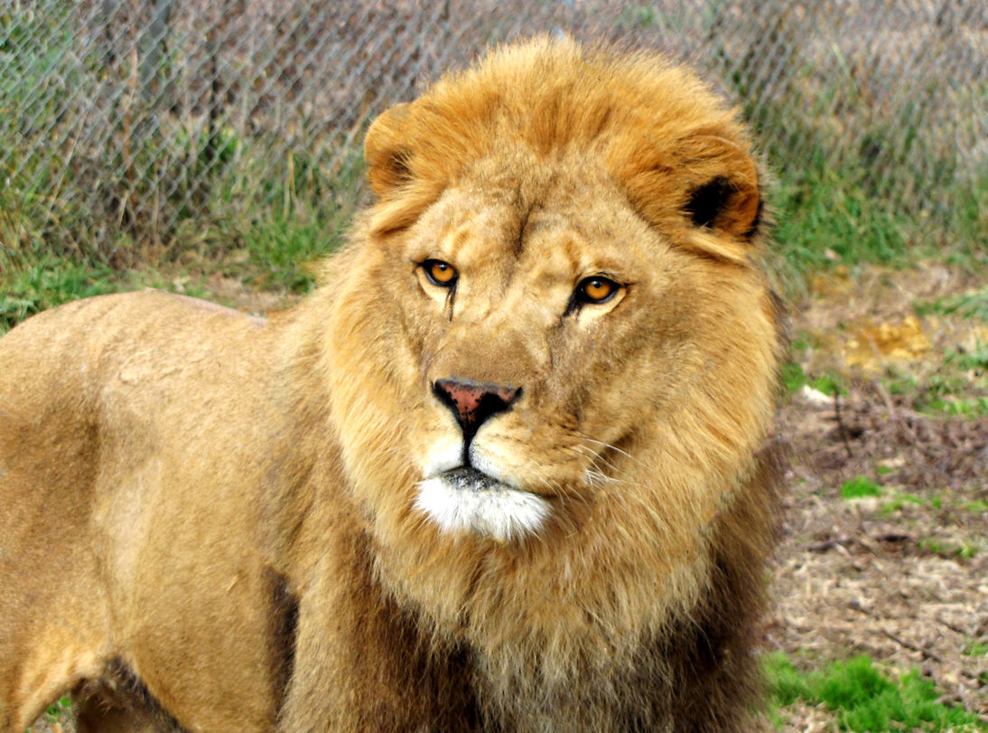 lion