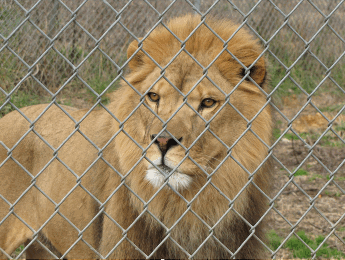 Roman the Lion