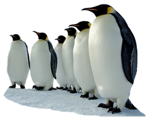 pingvin_3-320.png