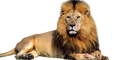 lion_PNG23270.png