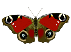 butterfly4a.gif