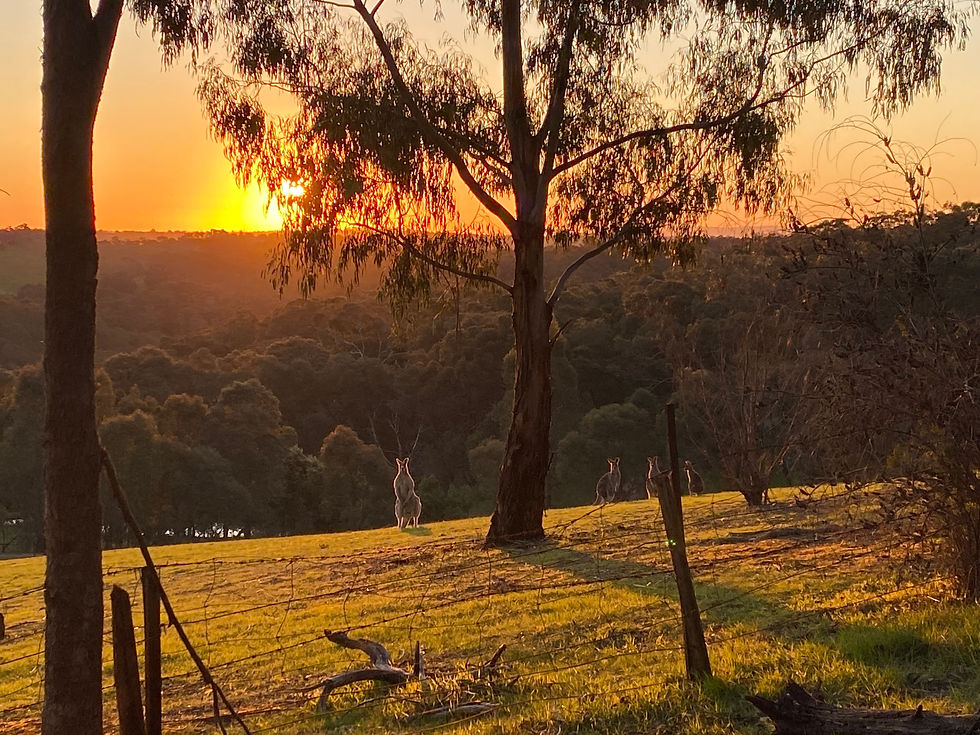 Kangaroos in a field as the sun sets