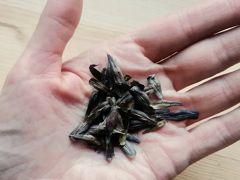 Miniatura: Semi di Isatis tinctoria guado