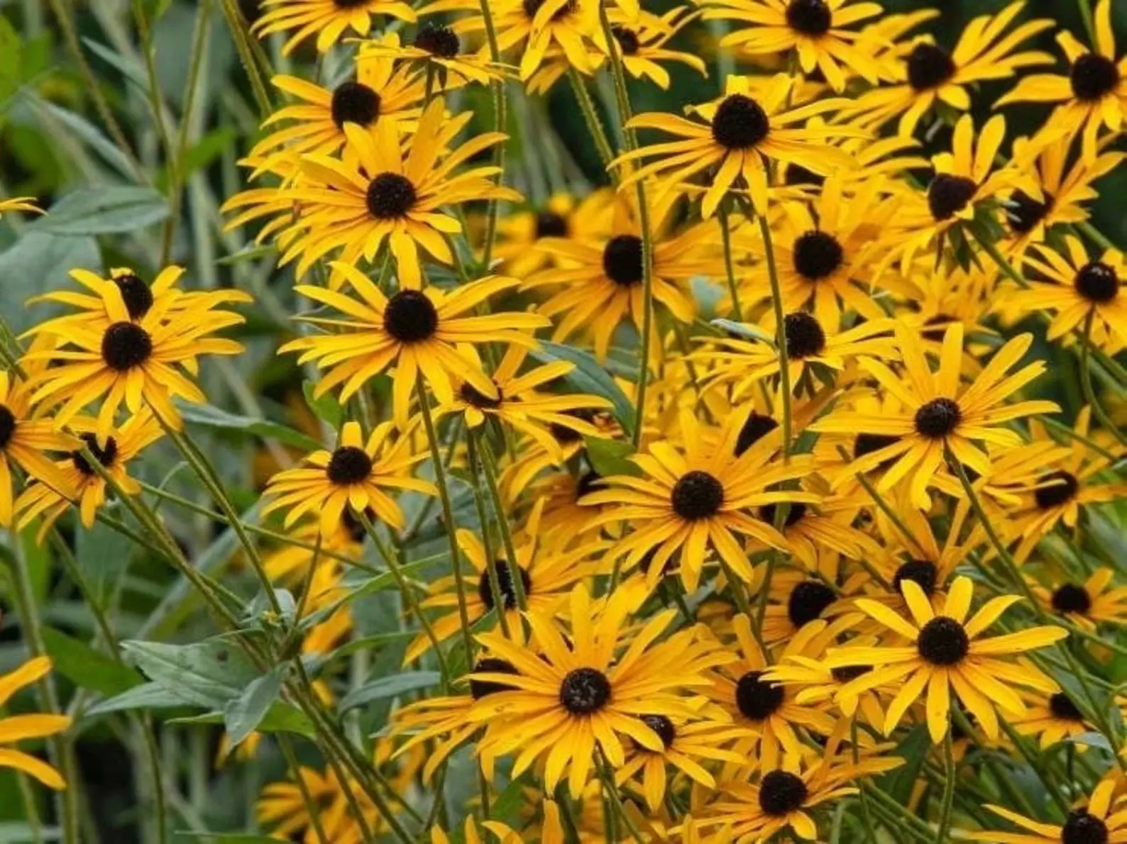 Semi di Rudbeckia hirta