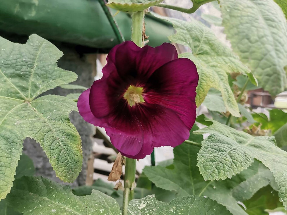 Miniatura: Semi di Alcea rosea, althaea, malvarosa