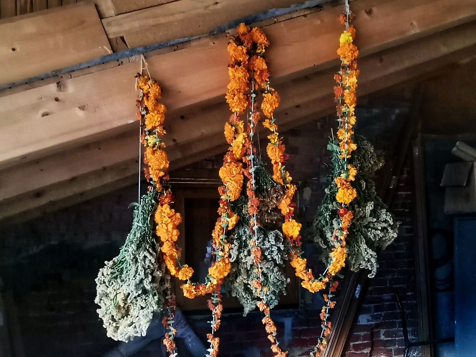 Miniatura: Fiori di tagete