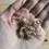 Thumbnail: Semi di Scabiosa atropurpurea, semi per tintura naturale o ecoprint