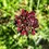 Thumbnail: Semi di Scabiosa atropurpurea, semi per tintura naturale o ecoprint