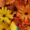Miniature : Semi di Calendula officinalis, semi pianta officinale, semi per tintura naturale