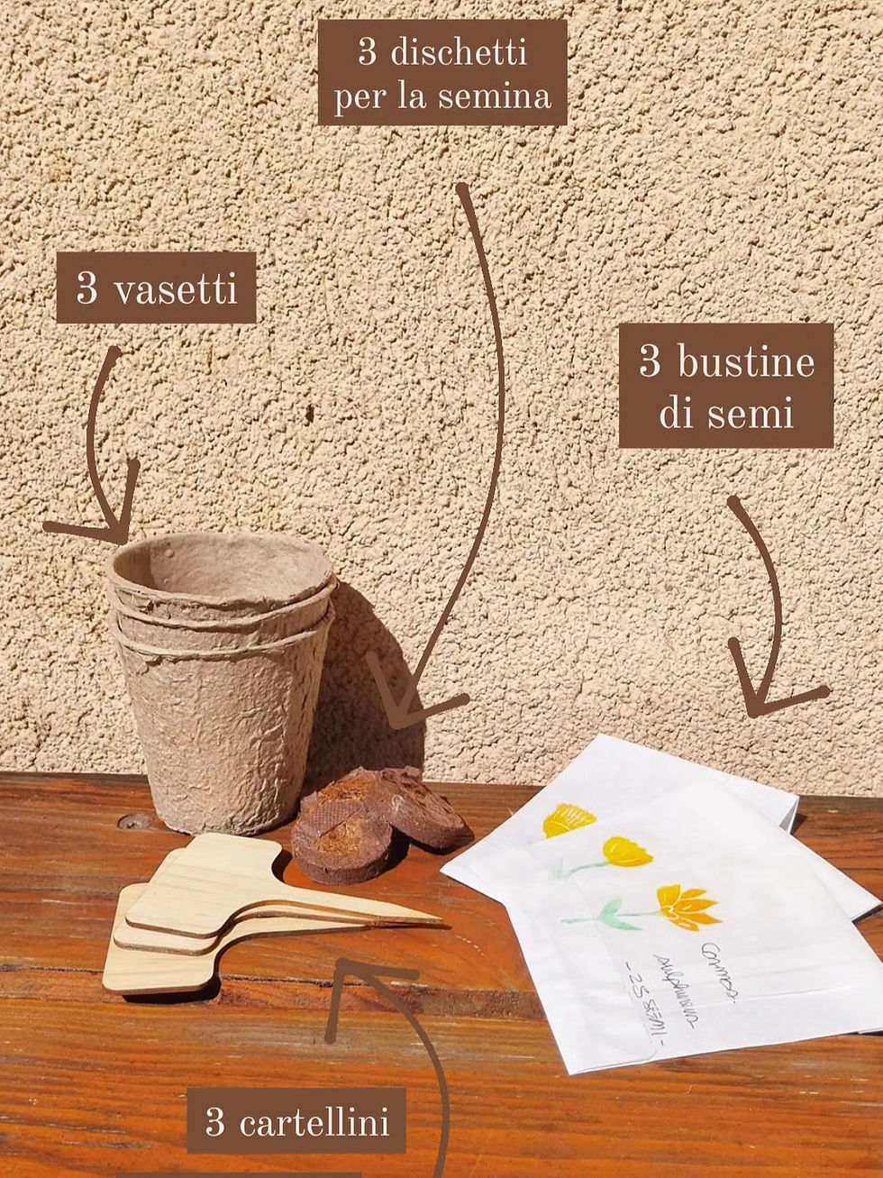 Miniatura: Kit di semina piante tintorie, kit coltivazione colori naturali