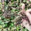 Miniatura: Semi di Persicaria tinctoria o indaco giapponese, semi per tintura naturale