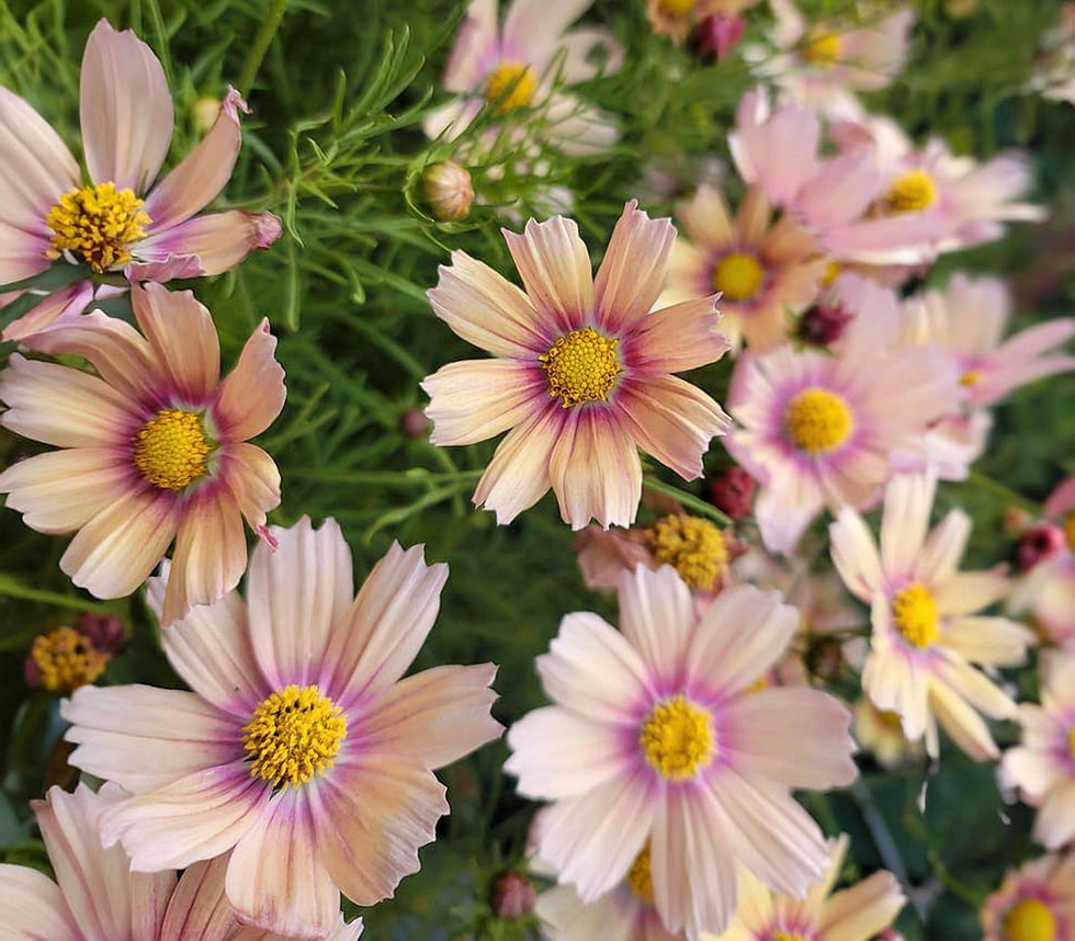 Miniatura: Semi di Cosmos bipinnatus varietà Apricot lemonade o Peachy Lemon