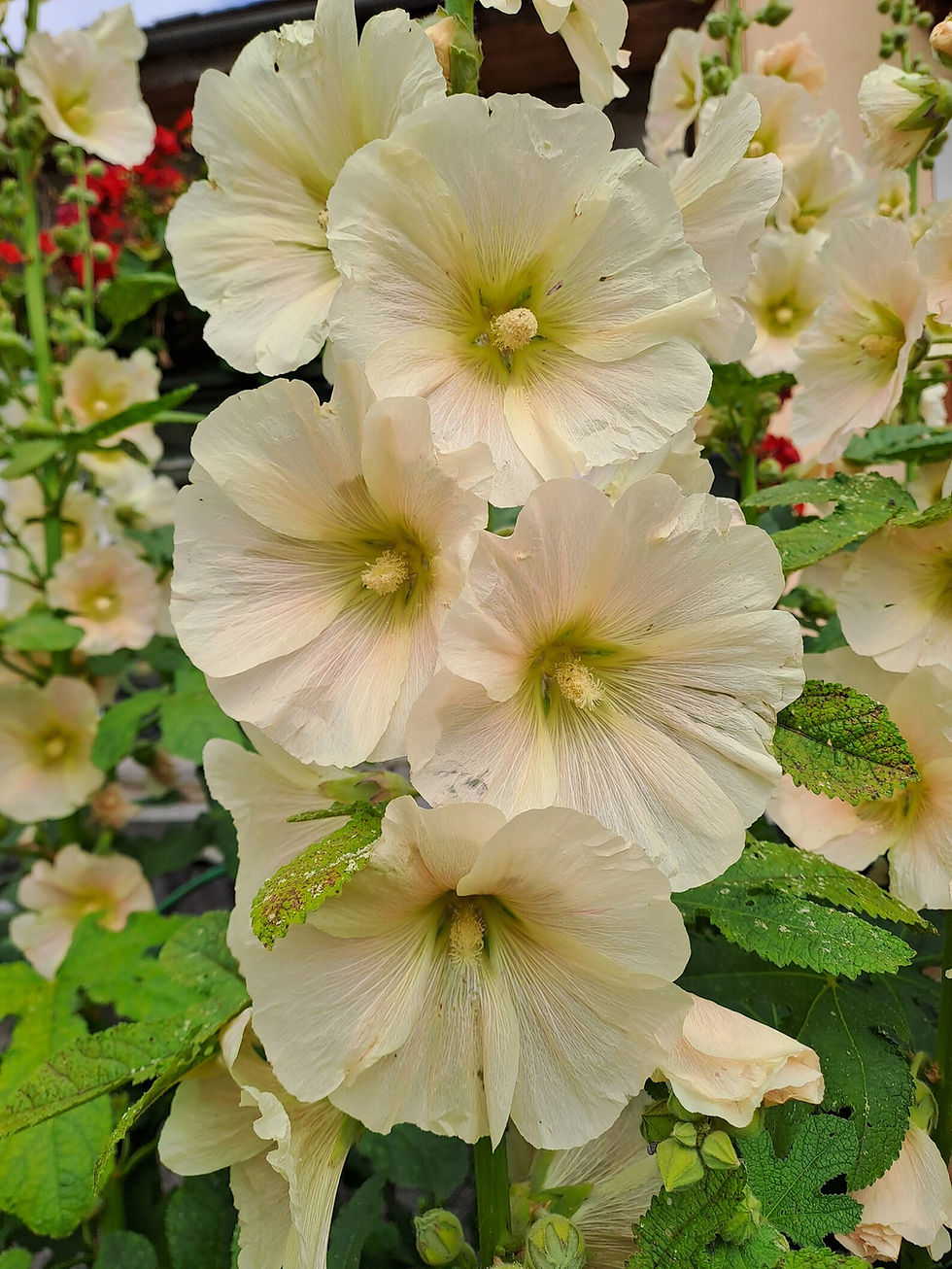 Miniatura: Semi di Alcea rosea, althaea, malvarosa
