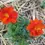 Miniatura: Semi di Cosmos sulphureus, semi per tintura naturale o ecoprint