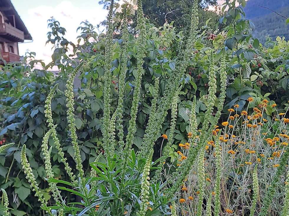 Miniatura: Semi di Reseda luteola
