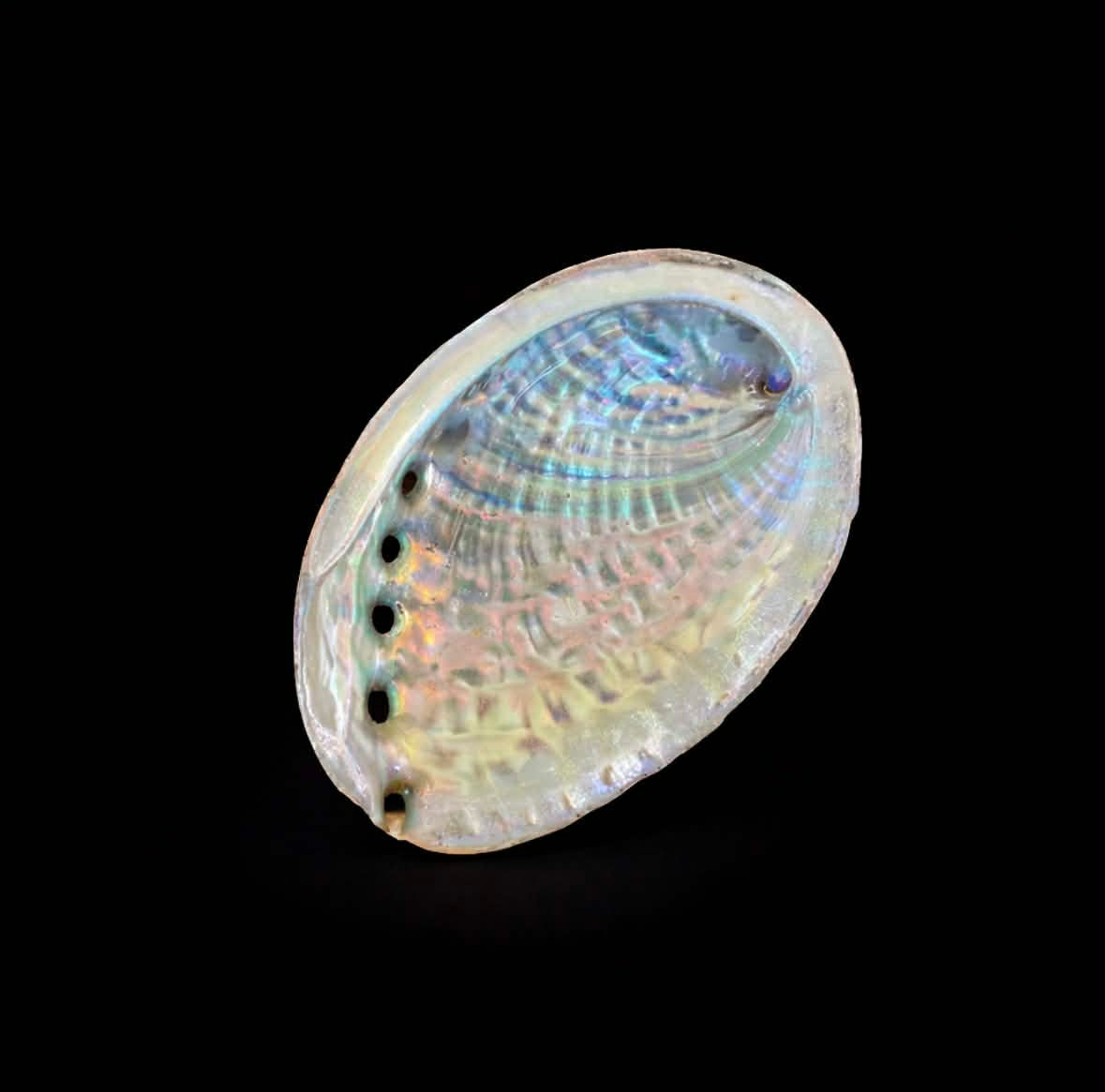 Coquille d'ormeau naturelle 9,5 cm