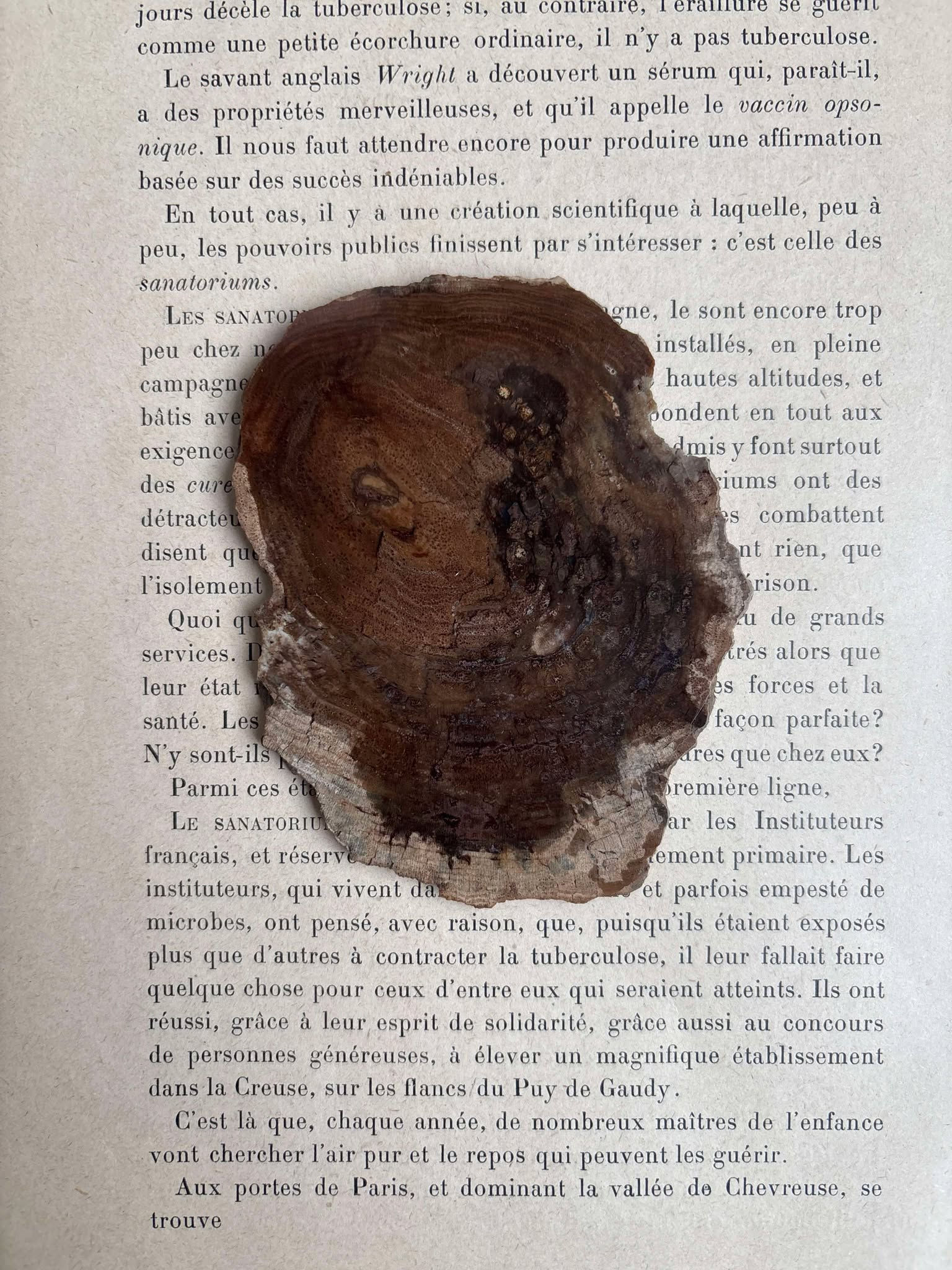 Bois fossilisé