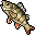 Bass tibia