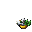 Pigeon Trophy tibia